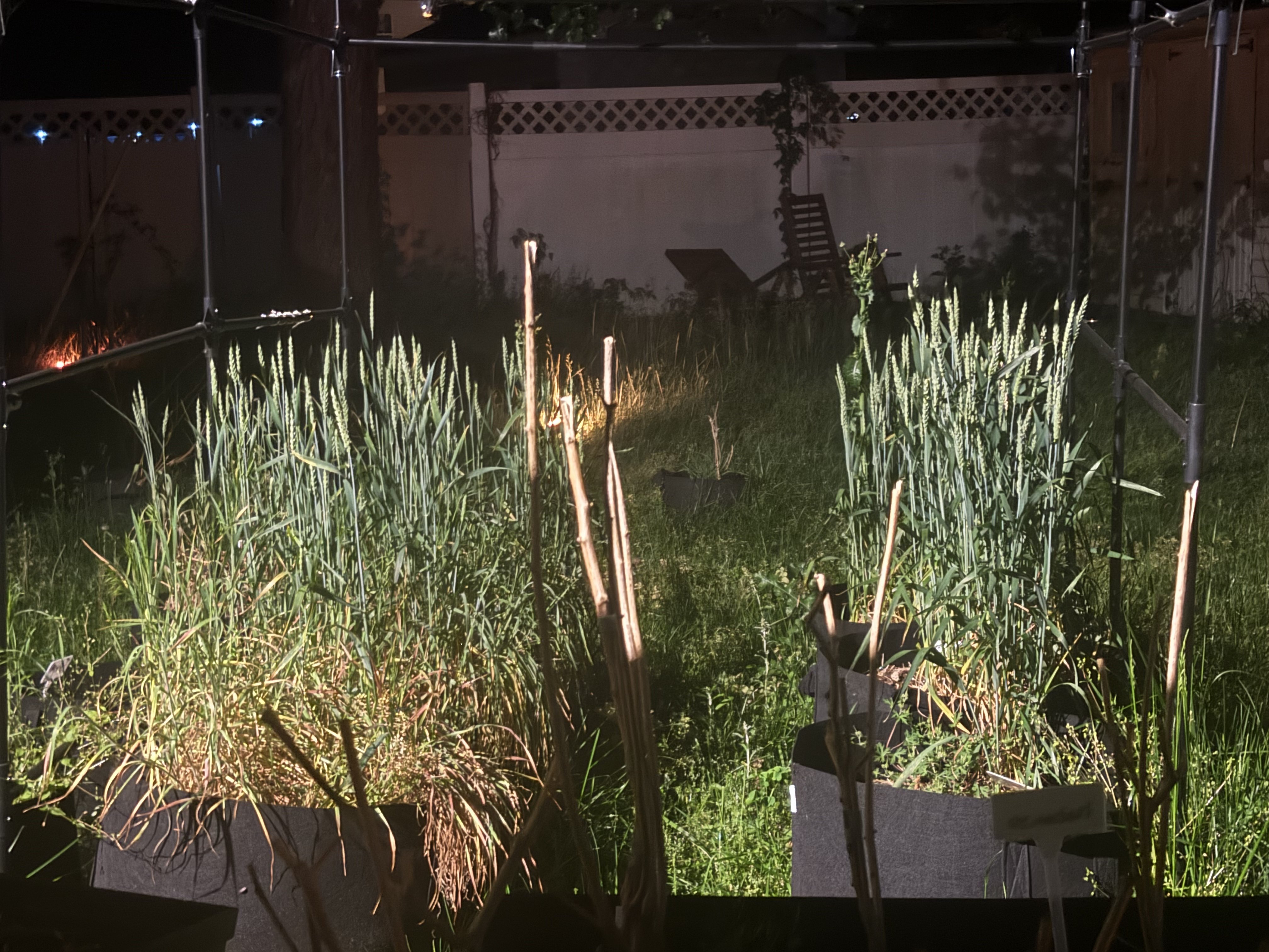 Tall fescue grass growing out of last year's watermelon bags