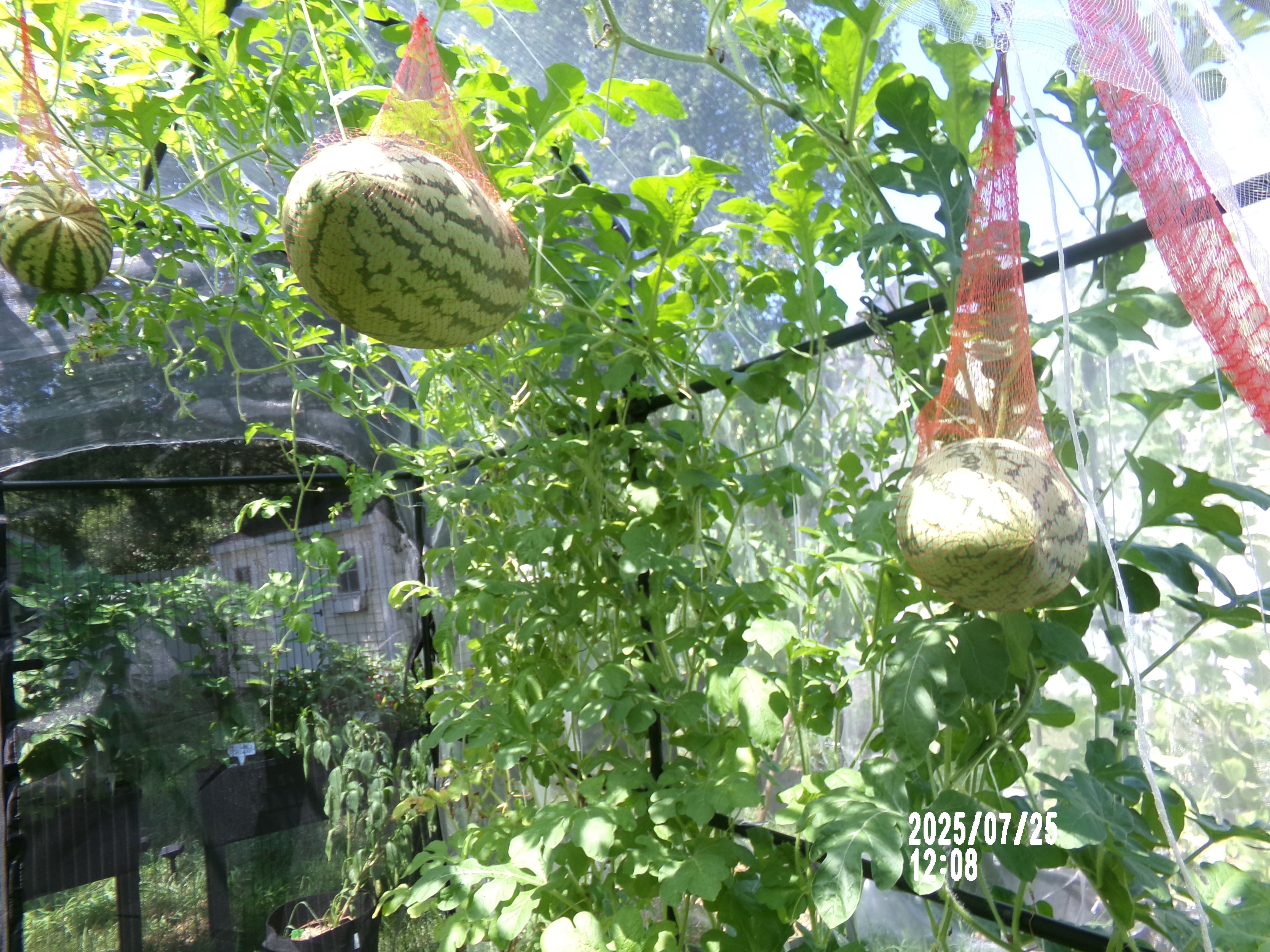 Watermelons hanging in mesh bags inside the garden
