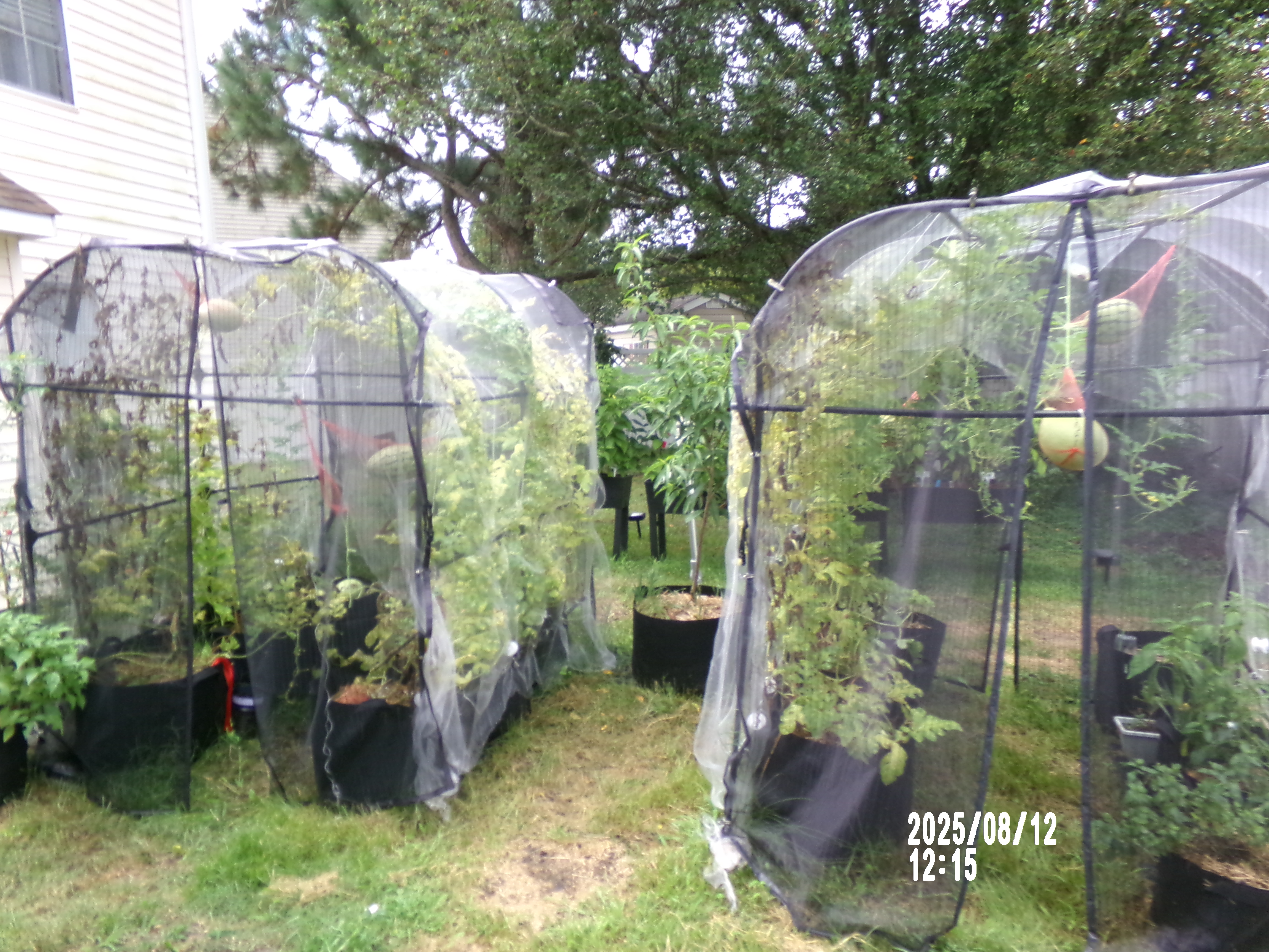 The full floating watermelon garden — netting, trellises, and grow bags in our backyard