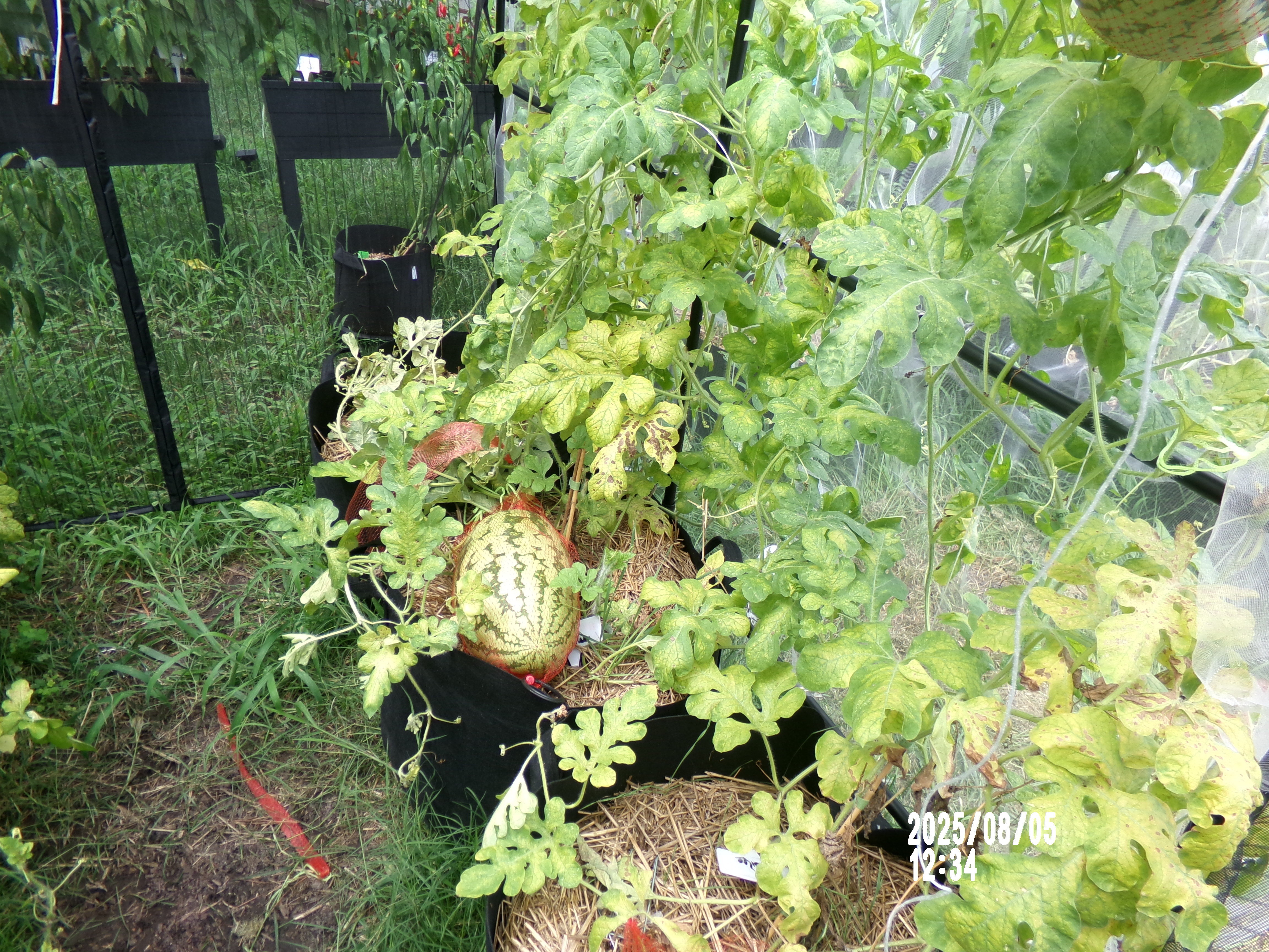 A watermelon growing in its bag — before the floating garden was fully built