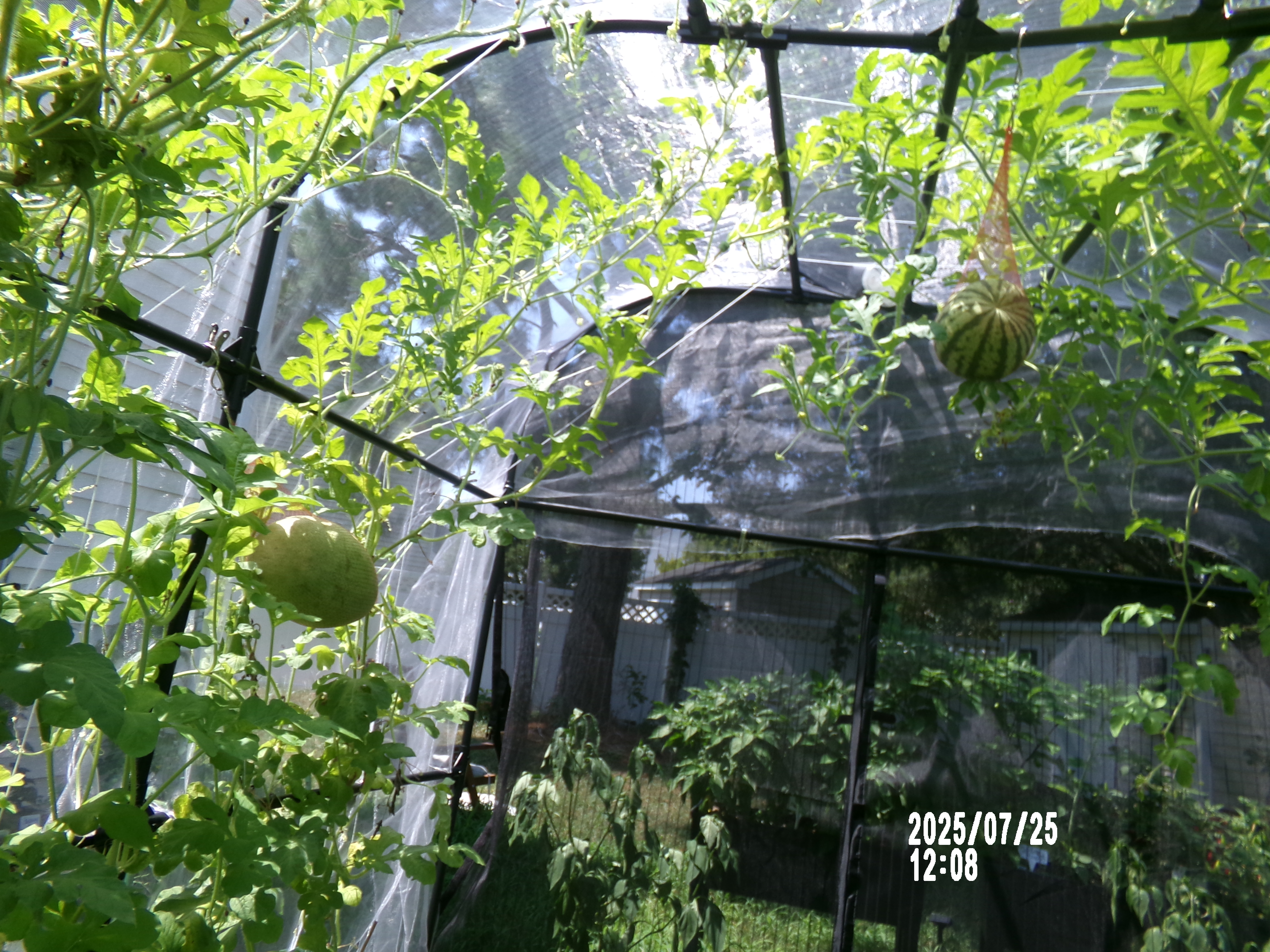 Inside the garden — looking up through the vines and netting